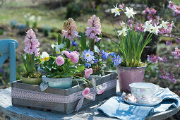 Hyacinths, daffodil 'Toto', daisy, ray anemone and horned violet, wooden box decorated with lace ribbon
