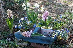 Spring in the garden with hyacinths, daffodils 'Toto', ray anemone for planting