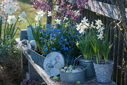 Easter blue-white: daffodils 'Toto' and forget-me-nots 'Myomark', zinc can as an Easter basket with Easter eggs