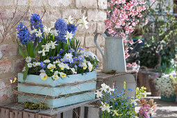 Hyacinths, daffodils 'Toto', horned violets and ray anemone in a wooden box