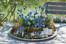 Grape hyacinths, horned violets and ray emones in a moss wreath, birch bark and grass, willow branches