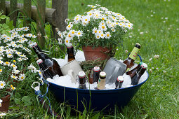Beer bottles and mugs in bowl with ice cubes, pot with daisy as decoration