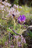 Gelbliche Schwertlilie (Iris lutescens) im Garten