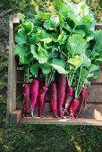 Wooden box with freshly harvested Heilbronn Hills radishes