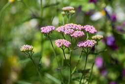 Sudeten Yarrow (A. millefolium ssp.sudetica)