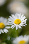 Daisies (bellis perennis)