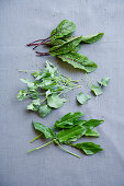 Red-veined dock, French sorrel and common sorrel