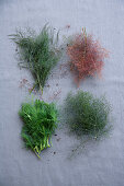 Fennel, bronze fennel, dill and fennel tips