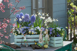 Blue wooden boxes with hyacinths, daffodils 'toto', horned violets and ray anemones, Easter bunnies and Easter eggs