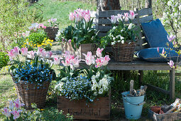 Tulpen 'Holland Chic', Vergißmeinnicht 'Myomark', Gänsekresse und Hornveilchen in Kisten und Körben an Baumbank im Garten