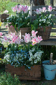 Tulpen 'Holland Chic', Vergißmeinnicht 'Myomark', Gänsekresse und Hornveilchen in Kisten und Korb an Baumbank im Garten