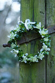 Wreath of box and double snowdrops on old door