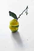 Gestapelte Zitronen- und Limettenhälften mit Zweig