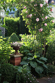 Roses climbing an arch in a garden bed with Hostas and boxwood