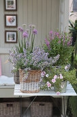 Arrangement with catmint, purple loosestrife, magic bells and ornamental onions in baskets