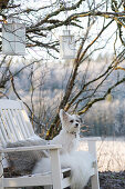 Kleiner Hund auf weiß lackierter Holzbank unter Baum mit Laternen im winterlichen Garten