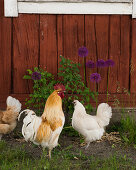 Hühner vor rotbraunem Holzhaus