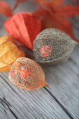 Dried physalis seed pods with berries visible inside