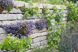 Trockenmauer aus Granit mit Polsterglockenblume und Weinreben