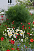 Early summer bed with daisies, corn poppies and Fennel (Foenicolum vulgare)