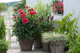 Pot arrangement with dahlia, sage hybrid Rockin 'Fuchsia', honeygrass and stilted reed 'Variegata' in baskets