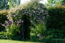 Ramblerrose 'Kirschrose' am Rosenbogen und Kandelaber-Ehrenpreis im Beet mit Buchs-Hecke als Beeteinfassung