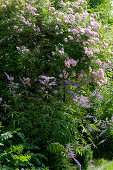 Rambler rose 'cherry rose' and Veronicastrum virginicum in the flower bed