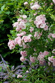 Rambler Rose 'Cherry Rose' and Veronicastrum virginicum