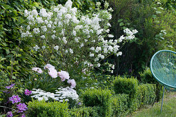 Lilac 'Agnes Smith' in the bed with peony, candytuft and clematis, box hedge and Acapulco chair