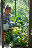 Woman pours nasturtiums, blueweed, freshly harvested kohlrabi in the greenhouse
