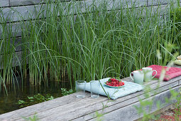 Zyperngras im Wasserbecken als Kläranlage für den Swimmingpool, Beckenrand mit Kissen als Sitzplatz