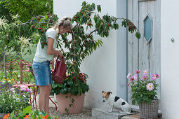 Frau gießt Sauerkirsche 'Maynard', Hund Zula sitzt neben Dahlie