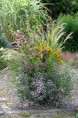 Bee-friendly planting: oregano, St. John's wort, gypsophila, scabious and feather grass