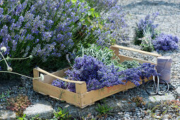 Fruit crate with freshly picked lavender