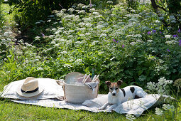 Picnic in the natural garden: blooming groundfish, blanket, pillow, hat, basket with cutlery, plates and glasses, dog Zula