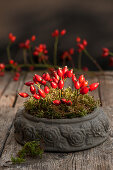 Arrangement of rose hips in moss