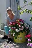 Bucket with geraniums 'Flower Fairy White Splash' 'Happy Face White' 'Red White Bicolor' and 'Happy Face® Dark Red Mex' on a gravel terrace, woman sits on the step at the house entrance and plucks off dead flowers