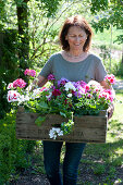 Woman carries wooden box with geraniums: 'Calliope Rose Splash' 'Tango Neon Purple' 'Glacis' 'Happy Face® Dark Red Mex' 'Happy Face White' 'Red White Bicolor' 'Amethyst' 'Flower Fairy White Splash'