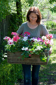 Woman carries wooden box with geraniums: 'Happy Face White' 'Red White Bicolor' 'Amethyst' 'Flower Fairy White Splash' 'Calliope Rose Splash' 'Tango Neon Purple' 'Glacis' 'Happy Face® Dark Red Mex'