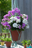Geraniums 'Amethyst' and 'Glacis' in macrame hanging basket, small pots with parsley