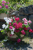 Geraniums 'Happy Face White' 'Happy Face® Dark Red Mex' 'White Splash' in a wicker basket in front of a stone wall