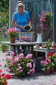 Planting a colorful wicker basket with geranium, woman fills in soil