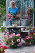 Planting colorful wicker basket with geranium, woman