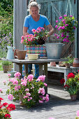 Planting a colorful wicker basket with geranium, woman plants geranium 'Flower Fairy Pink'