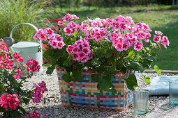 Standing geranium 'Flower Fairy Pink' in a colorful wicker basket