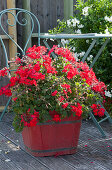 Standing geranium 'Sarita Dark Red' in a red wooden bucket