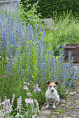 Ordinary blueweed in the bed with prairie mallow and woolly ziest, dog Zula