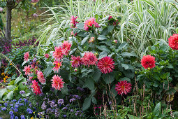 Late summer bed with dahlias, stilted reed 'Variegata', verbena, pillow aster and knotweed
