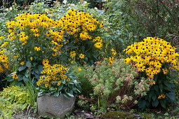Yellow Rudbeckia 'Goldsturm' 'Little Goldstar', milkweed, roses and pennywort, natural stone as decoration