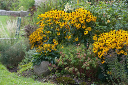 Yellow Rudbeckia 'Goldsturm' 'Little Goldstar', milkweed and hair grass, natural stone